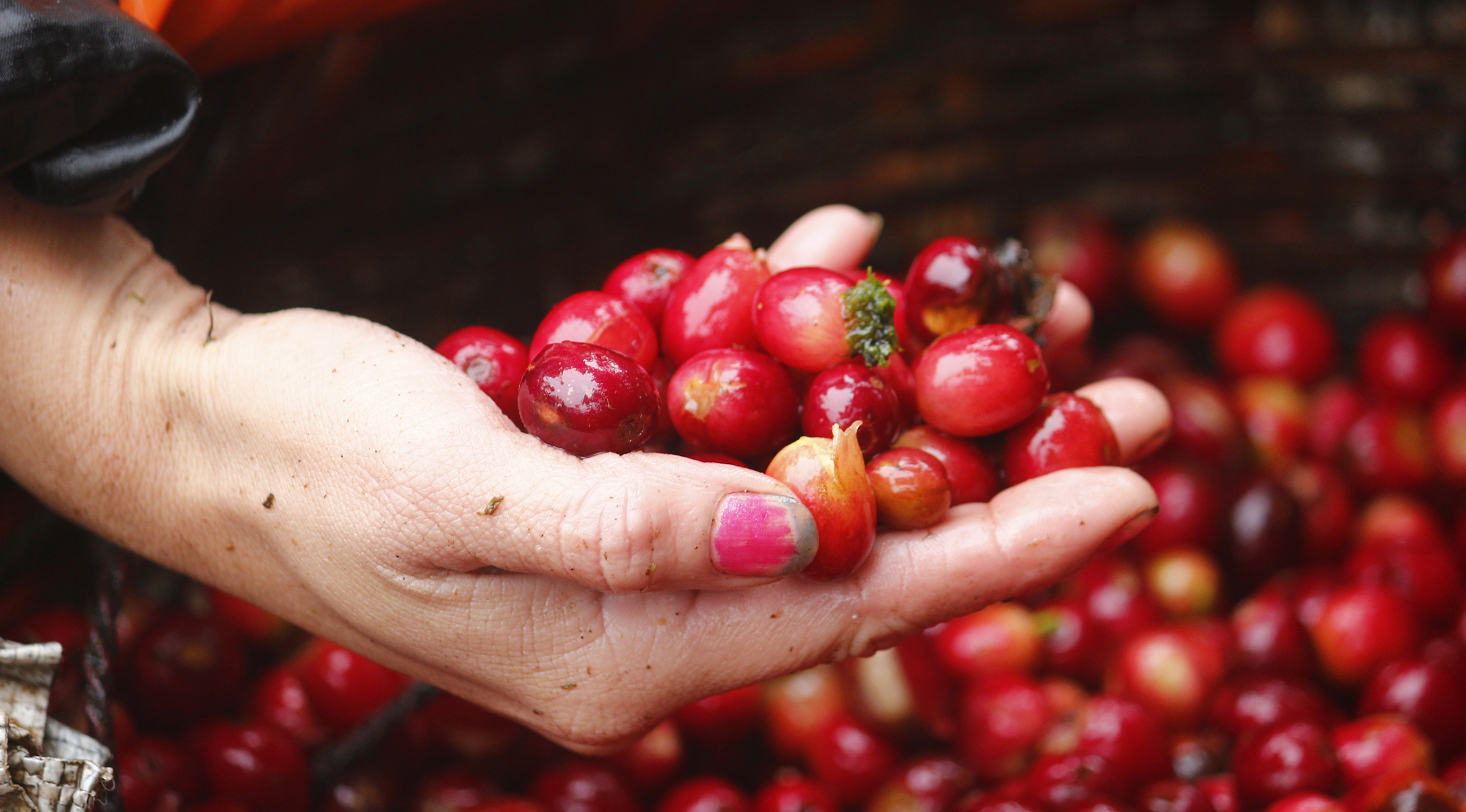 Red berries 2400x1330